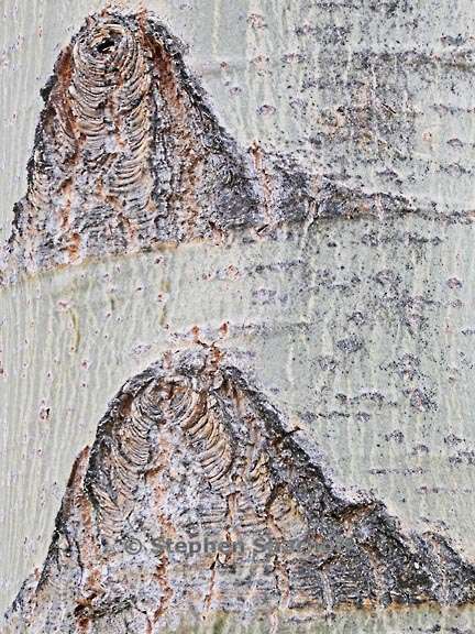 aspen trunk 1 graphic